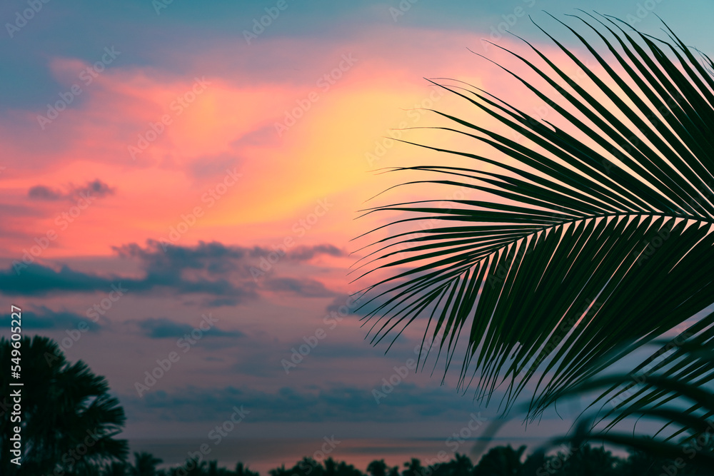 Palm leaves and trees against the background of the sea at a colorful sunset