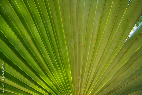 Tropical Natural green palm leaves pattern texture abstract background