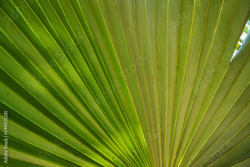 Tropical Natural green palm leaves pattern texture abstract background