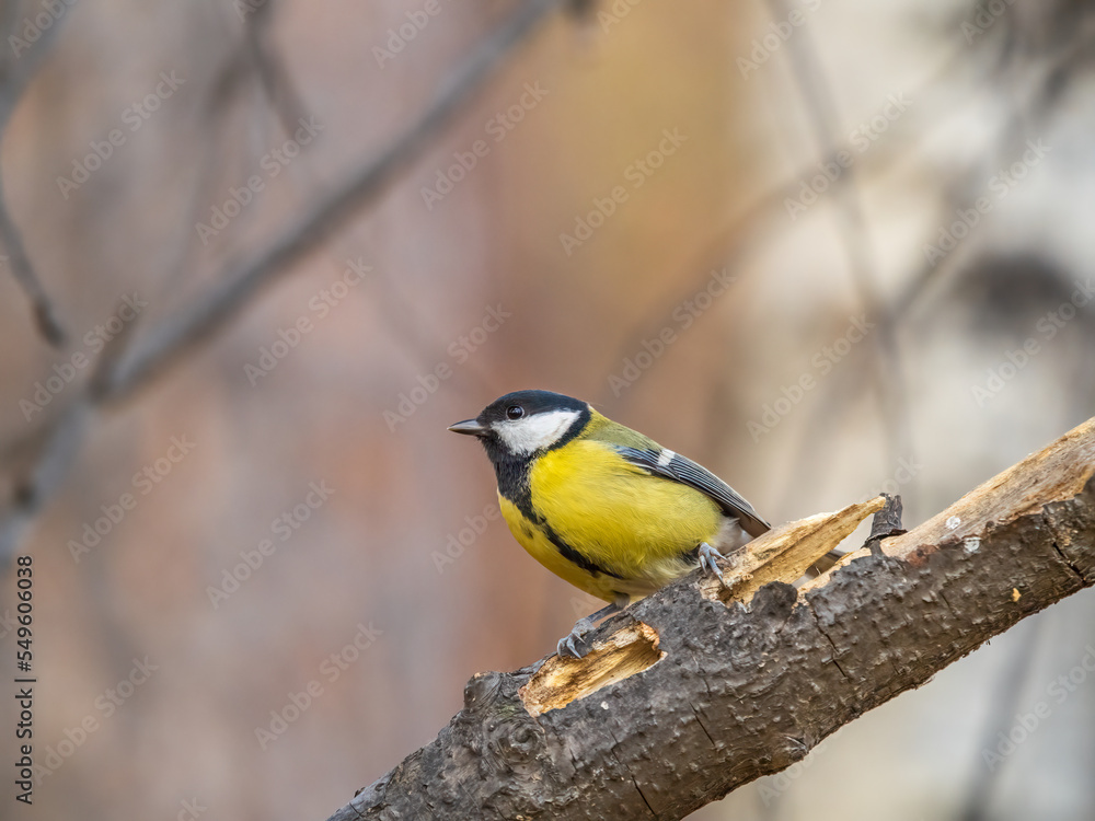 Cute bird Great tit, songbird sitting on the branch with blured background Cute bird Great tit, songbird sitting on the branch with blured background