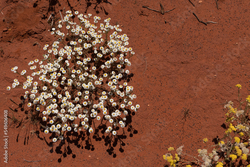 Wildflowers in the Red Centre, Northern Territory, Australia
