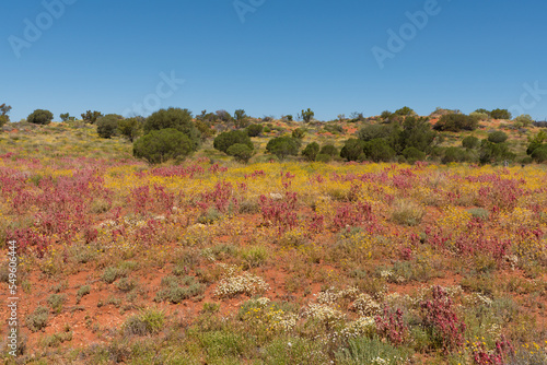 Wildflowers in the Red Centre, Northern Territory, Australia