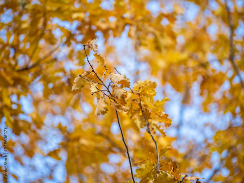 Oak branches with yellow leaves in autumn park