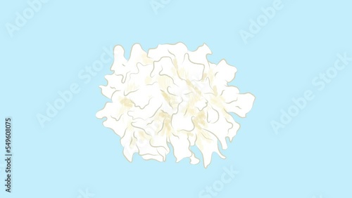 White Taiwan ingredient Tremella fuciformis in simple cute flat illustration footage video