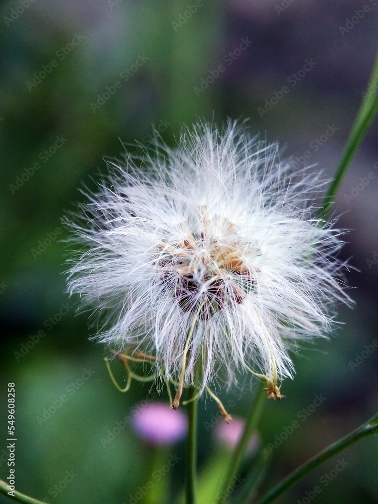 Fototapeta premium The flowers and green leaves in the yard are so beautiful
