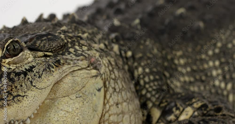American Alligator - pan shot to reveal alligator face American Alligator - pan shot to reveal alligator face