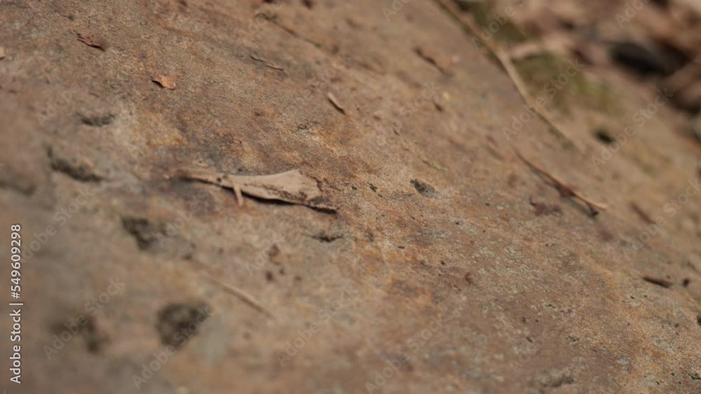 ants on the ground ants on the ground