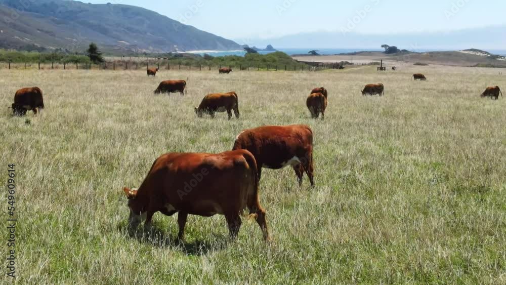 Drone aerial flight close view of cows grazing on green grass on the shore of Pacific Ocean. Agriculture in west California. Drone aerial flight close view of cows grazing on green grass on the shore of Pacific Ocean. Agriculture in west California.
