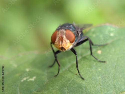 A common green bottle fly sits on a stem. The common green bottle fly is a fly that is found in most areas of the world and is the best known of the many species of green bottle fly.