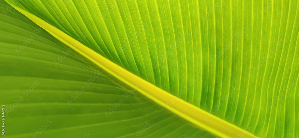 Texture of green leaf of banana palm. Ecological background of exotic leaves, diagonal line, cose-up, banner, copy space. Texture of green leaf of banana palm. Ecological background of exotic leaves, diagonal line, cose-up, banner, copy space.