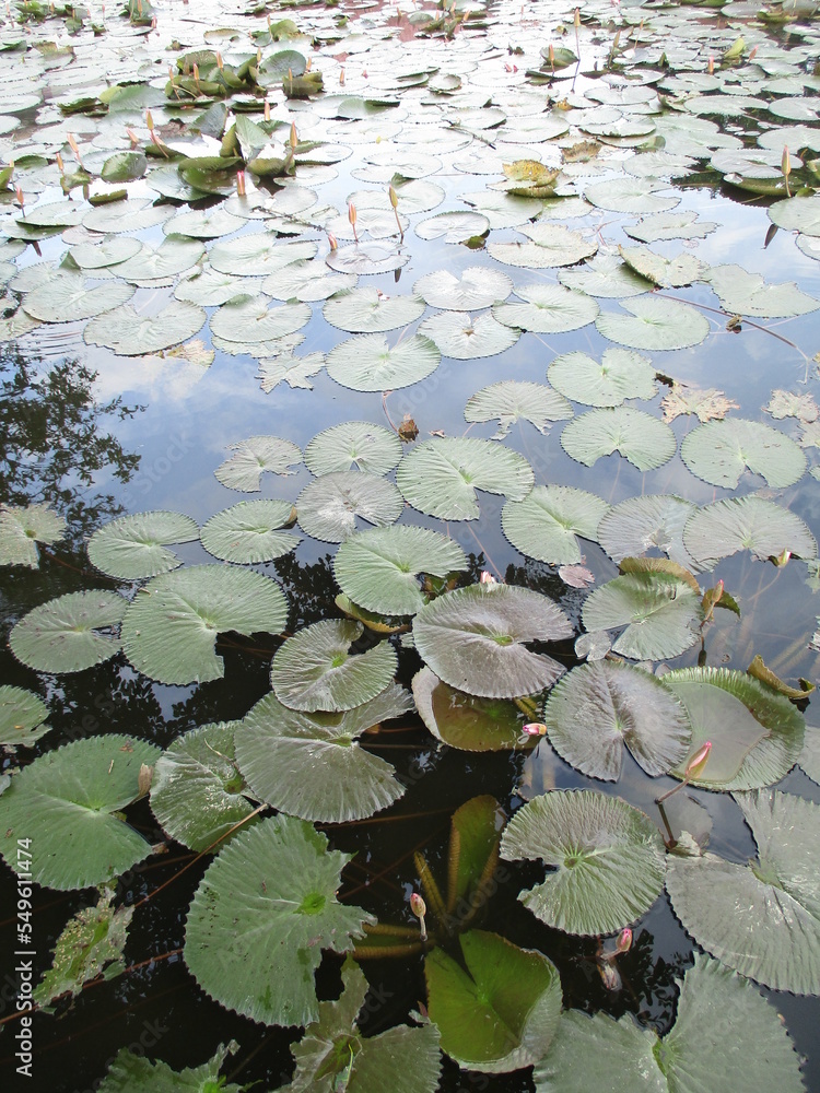 Beautiful pink lotus or lotus flower in the pond. Beautiful pink lotus or lotus flower in the pond.