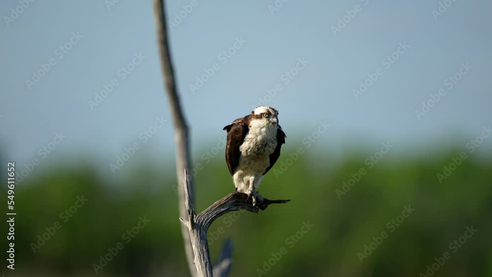 Osprey Standing on a Dead Tree Branch Osprey Standing on a Dead Tree Branch