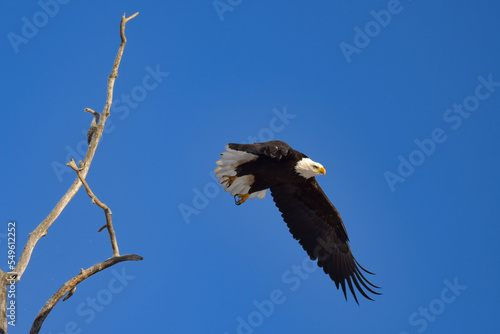 A bald eagle takes flight in a blue Alaska sky.