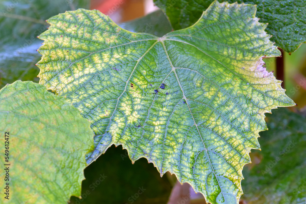 Fototapeta premium Harvest Grape Leaf 03