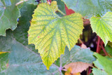 Harvest Grape Leaf 01