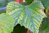 Harvest Grape Leaf 03