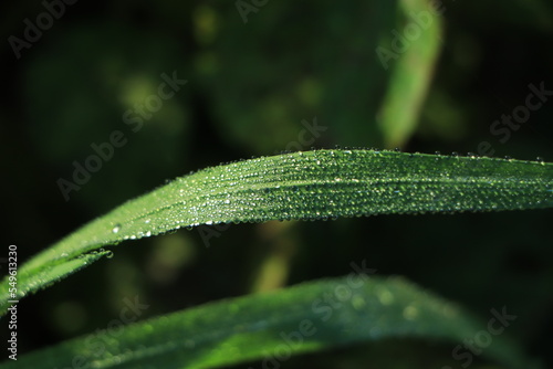 Raindrops on green long leaves