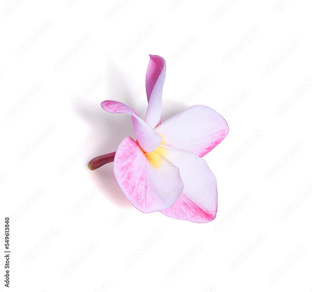 Plumeria or Frangipani or Temple tree flower. Close up pink plumeria flowers isolated on white background.