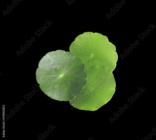 Close up many Indian Pennywort or Centella asiatica leaves isolated on white background. Top view of green leaves on stalk.  photo