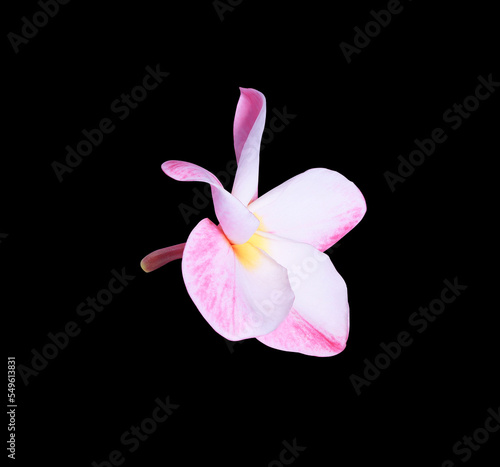 Plumeria or Frangipani or Temple tree flower. Close up pink plumeria flowers isolated on black background.