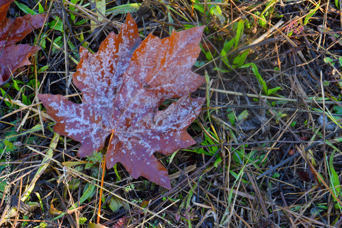 Moldy Brown Maple Leaf