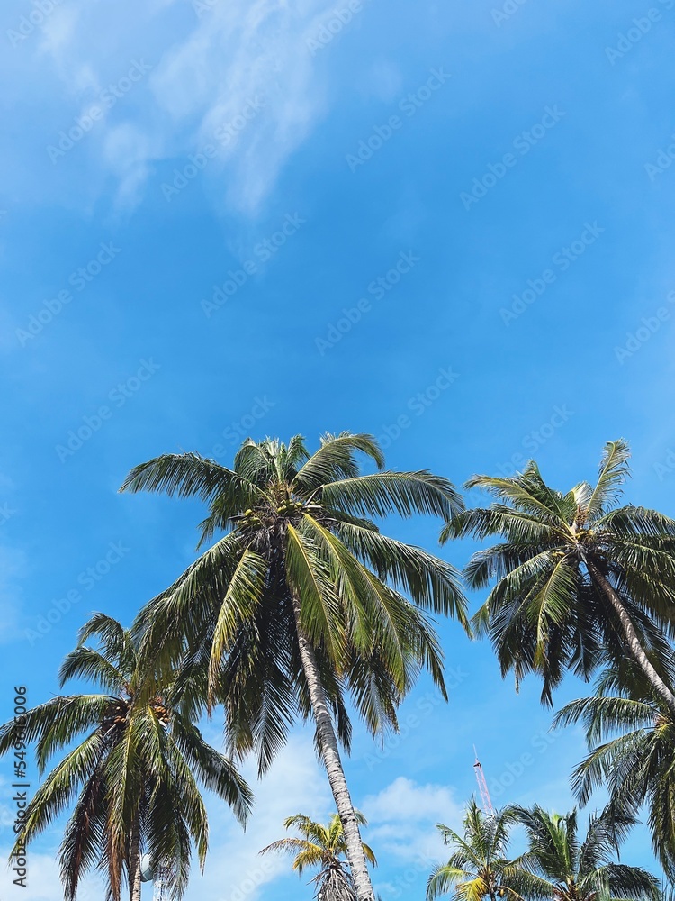 Palm trees against the blue sky, palm trees on the tropical coast, coconut tree, summer tree. Background with space place. Vertical photo.