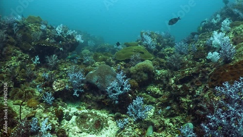 Wallpaper Mural Beautiful flyover coral scene underwater in the ocean from Koh lipe Thailand  Torontodigital.ca