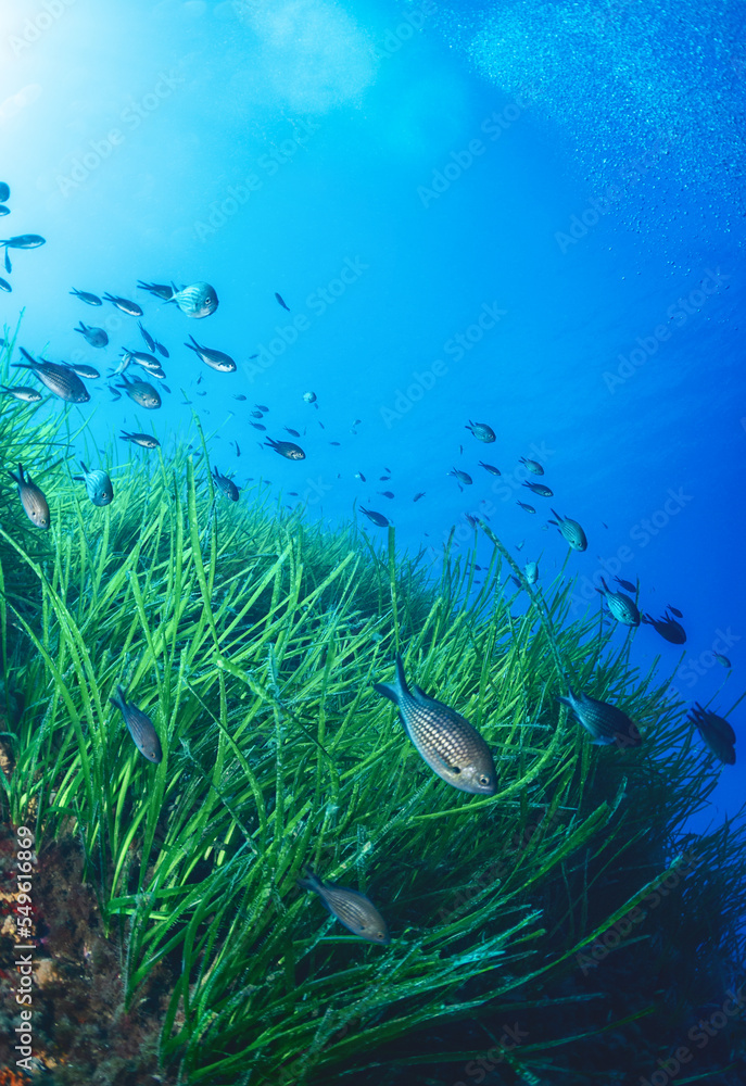 Fototapeta premium tropical coral reef