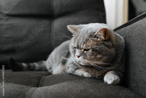 Fat tired gray British cat lying on sofa indoors. Sleepy pet resting and sadly looking away © Sergio