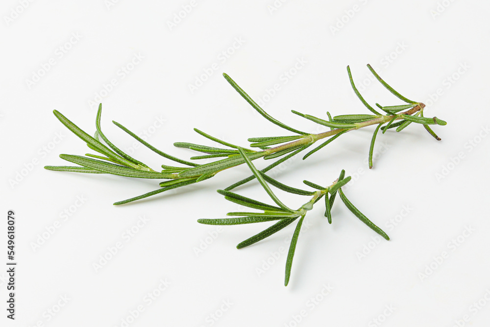 rosemary, rosemary leaf, herb, herb leaf isolated on white background rosemary, rosemary leaf, herb, herb leaf isolated on white background