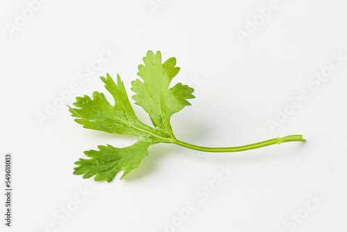 cilantro, coriander, coriander, coriander leaf, herb, herb leaf isolated on white background