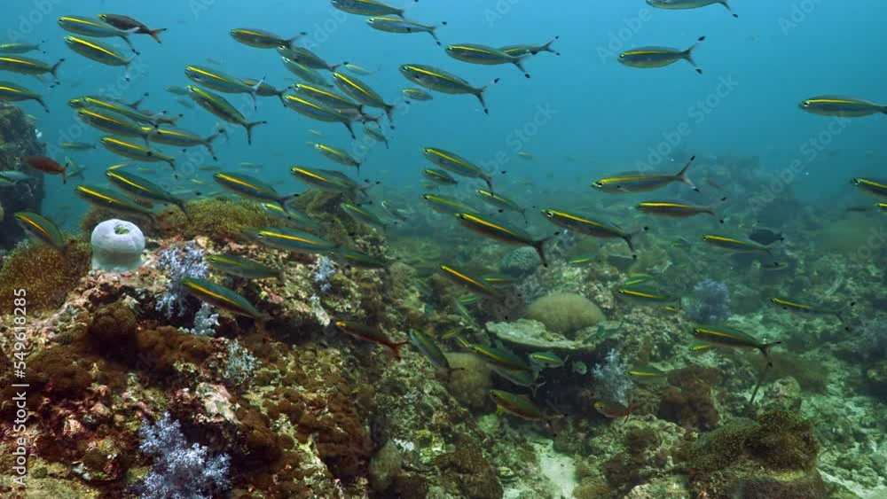 Coral reef flyover underwater in the ocean with schooling yellow fish from Koh lipe, Thailand Coral reef flyover underwater in the ocean with schooling yellow fish from Koh lipe, Thailand
