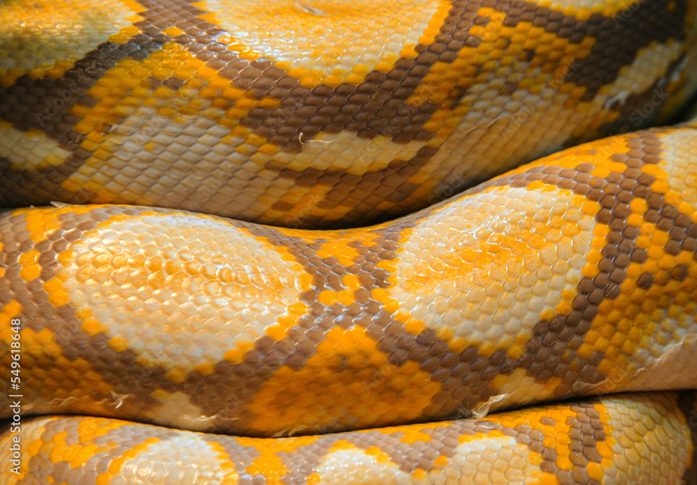 close up snake skin pattern for exotic teture wallpaper close up snake skin pattern for exotic teture wallpaper
