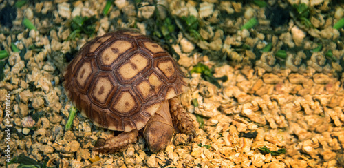 mini turtle in pet concept