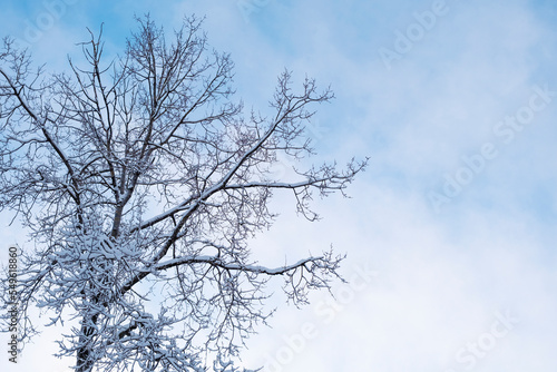 Blue sky and deciduous tree top covered by snow. Winter minimal landscape. Copy space © Julija
