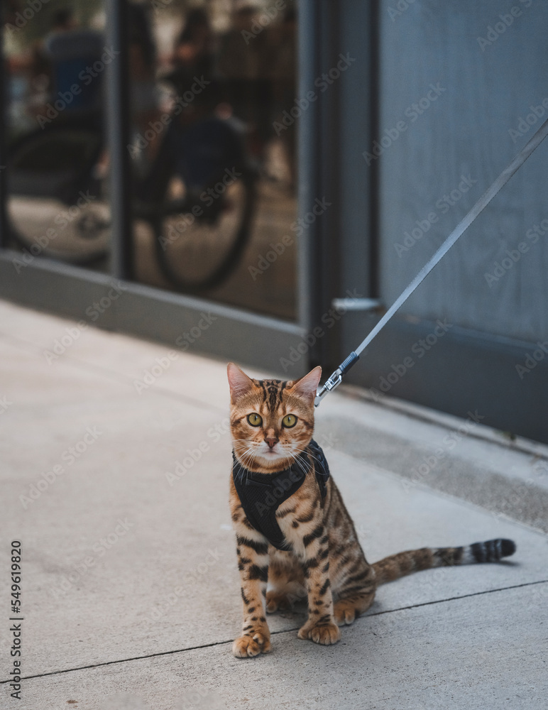 Naklejka premium bengal cat on the roof beautiful street miami look me cute love domestic 