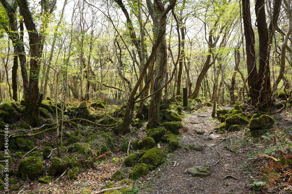 mossy rocks and trees in old wild forest mossy rocks and trees in old wild forest