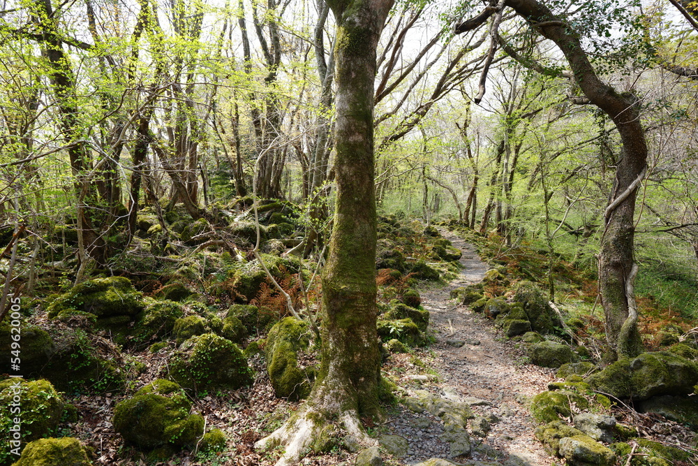 Obraz premium spring path through mossy rocks