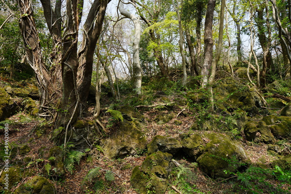 old trees and vines in deep forest
old trees and vines in deep forest