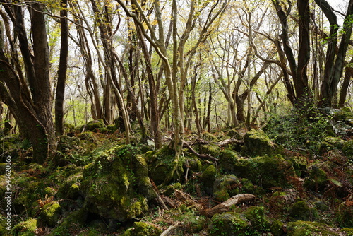 mossy rocks and old trees in the early spring forest
