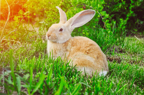 rabbit on the green grass in the sunlight