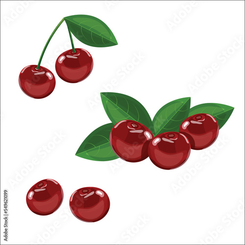 Cherries with leaves. Vector illustration of  cherry berries and bunches of cherry isolated on a white background. Juicy and sweet tiny red cherry vector illustration in cartoon style