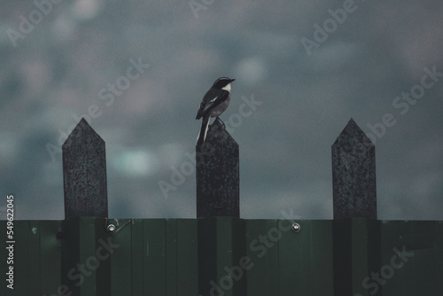 Photography Bird watching in Naukuchiatal, Uttarakhand, India