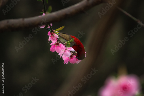 Photography Bird watching in Naukuchiatal, Uttarakhand, India
