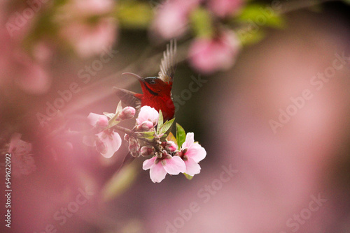 Photography Bird watching in Naukuchiatal, Uttarakhand, India