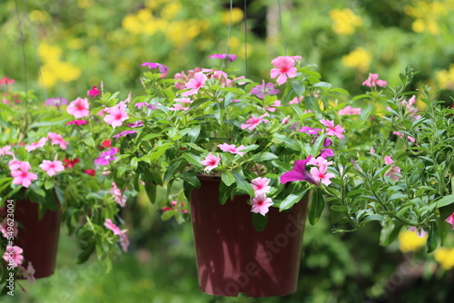 Catharanthus roseus, commonly known as bright eyes, Cape periwinkle, graveyard plant, Madagascar periwinkle, old maid, pink periwinkle, is a species of flowering plant in the family Apocynaceae.