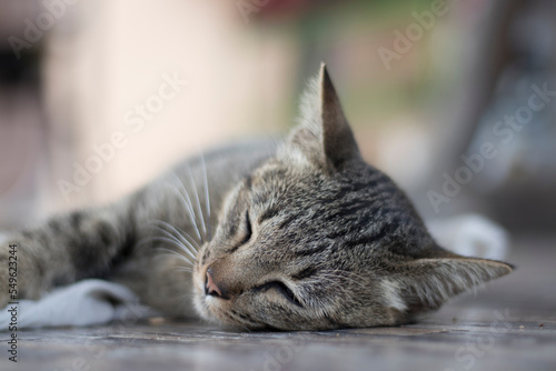 Relaxed cat resting on floors, table Sleepy cat lying down at home.