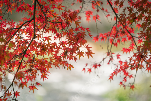 紅葉　紅葉狩り　秋　行楽　日本
