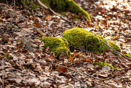 Mouse in the forest, spring time