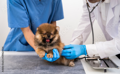 Fototapeta Naklejka Na Ścianę i Meble -  Examine the veterinarian's breath in work clothes, listen to the breath of a small dog, veterinary clinic, pet care concept.